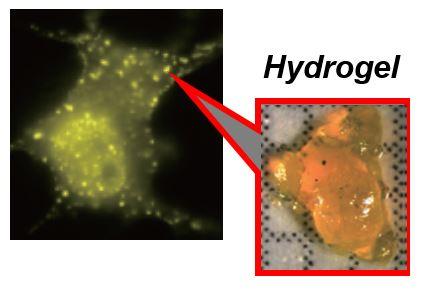 Hydrogels