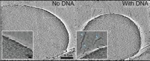 Scripps Research scientists discover a “Goldilocks” zone for DNA organization, opening new doors for drug development