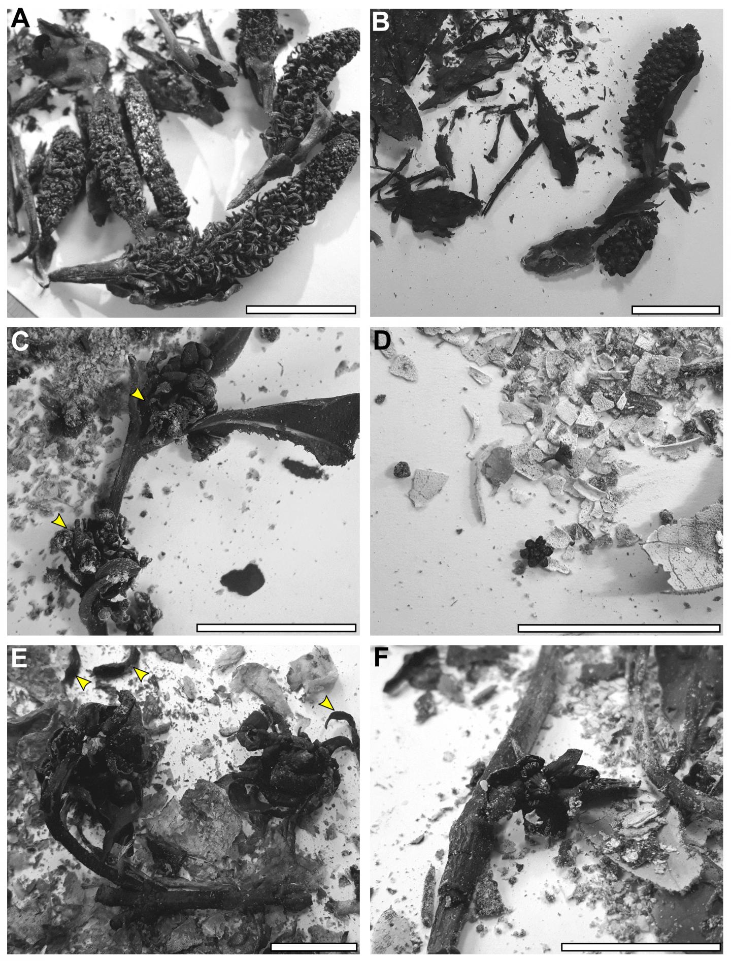 Post-burn Residues Containing Char and Ash from Flowers and Associated Vegetative Material