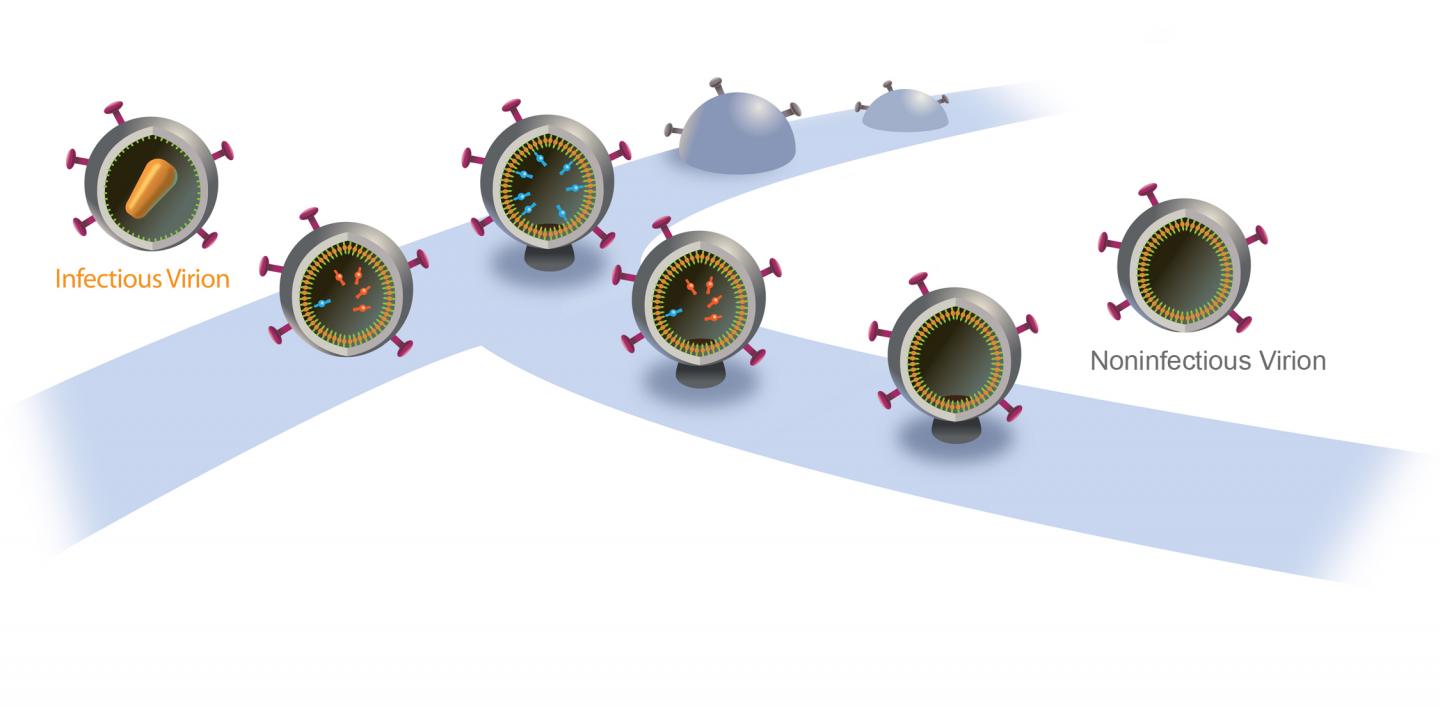Normal and Disrupted HIV Budding and Release