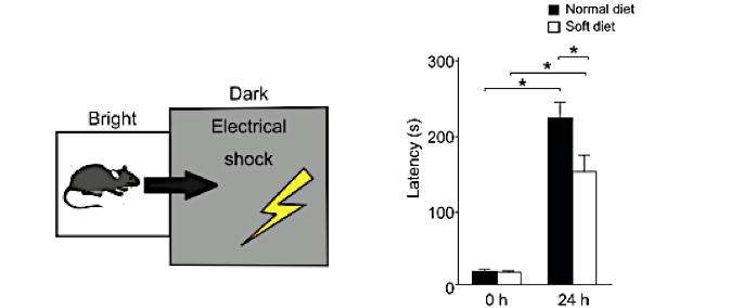 Image1 Evaluation of Memory and Learning Function