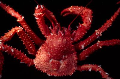 King Crab