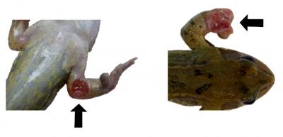 Common Frog with Ranavirus