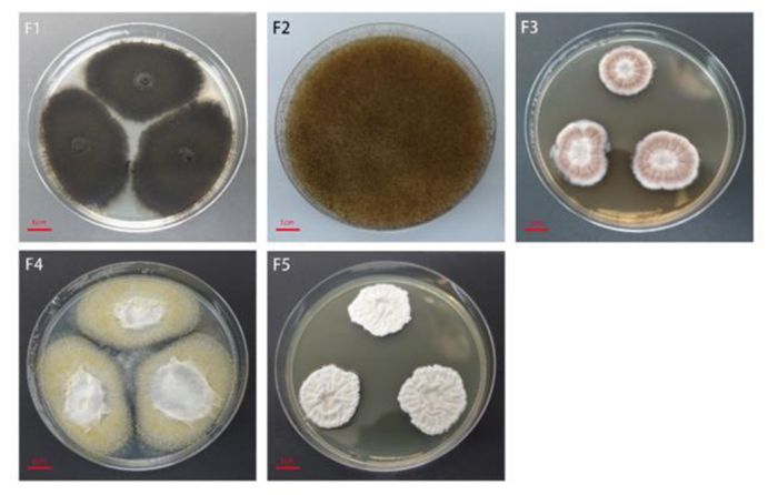 Scientists Revealed Source of Internal Mildew in Sunflower Seeds