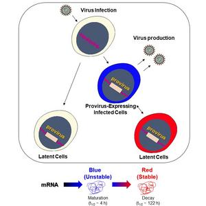 Two latent patterns identified by HIV-Tocky