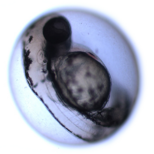 Zebrafish embryo
