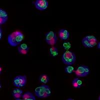 Yeast Cells (Purple) with DNA (Pink) and a Protein (Green) that Resides in the Cell's Waste Compartm