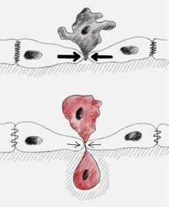 Intercellular forces generate distinct patterns of extrusion.