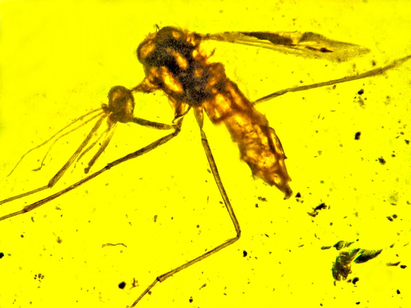 Cretaceous Mosquito