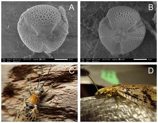 Iju tree pollen and Amami fishflies