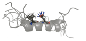 Alpha helix-shaped structure of one of the peptides designed in this study