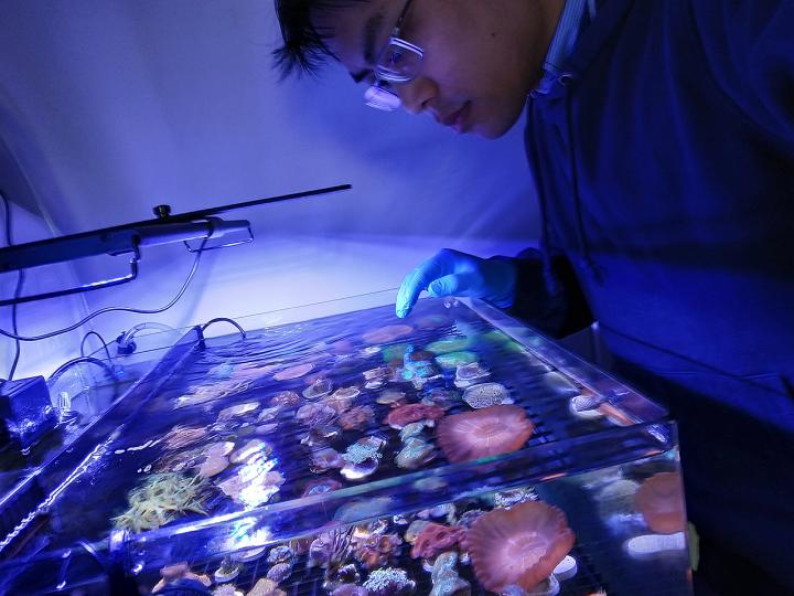 Corals in Lab
