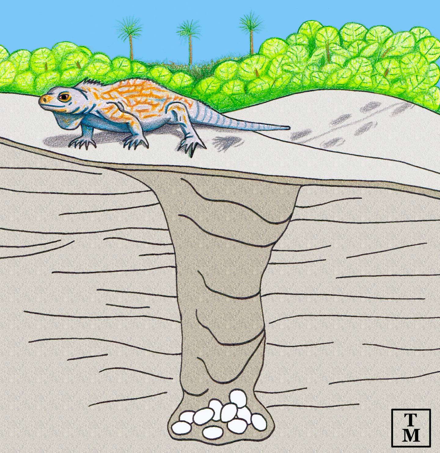 Iguana burrow illustration