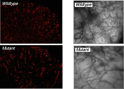 Tumor Vasculature in Wildtype vs. Mutant Mice