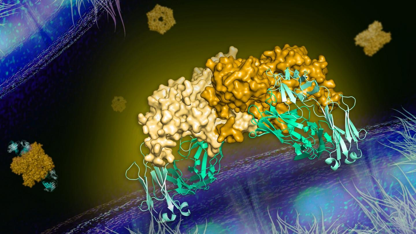 2B7 antibody neutralizing the NS1 protein of the dengue virus