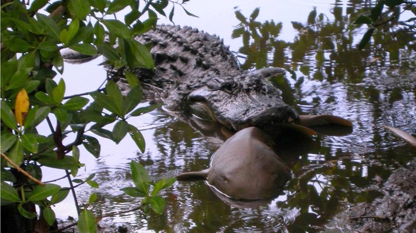 Alligator Eating Nurse Shark
