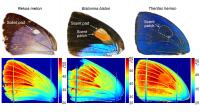 Temperature Distributions on Butterfly Wings