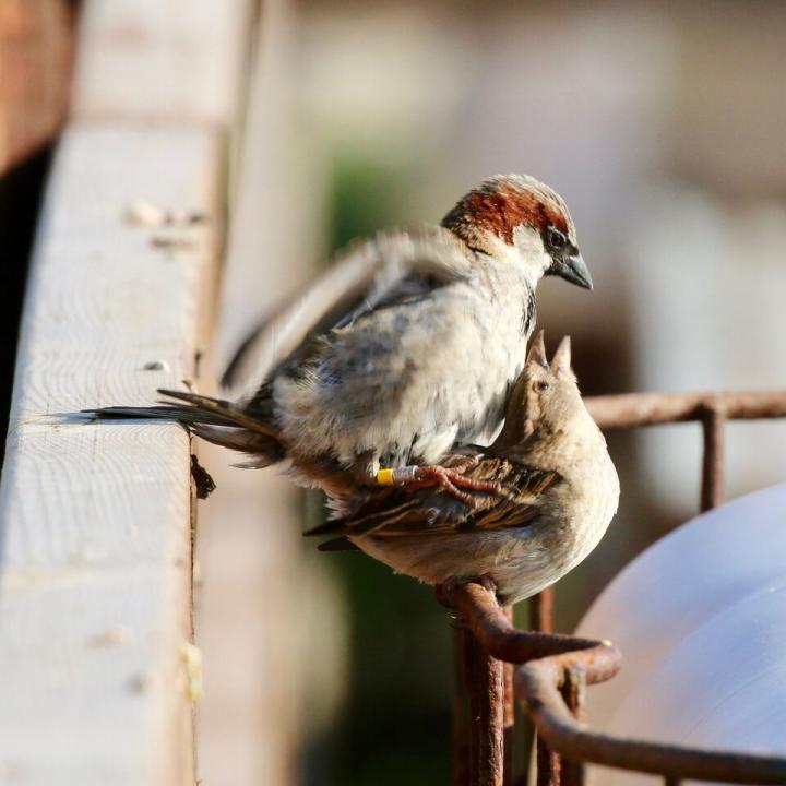 Mating Sparrows