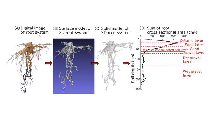 Surface and solid models of the 3D root system of Pinus thunbergii