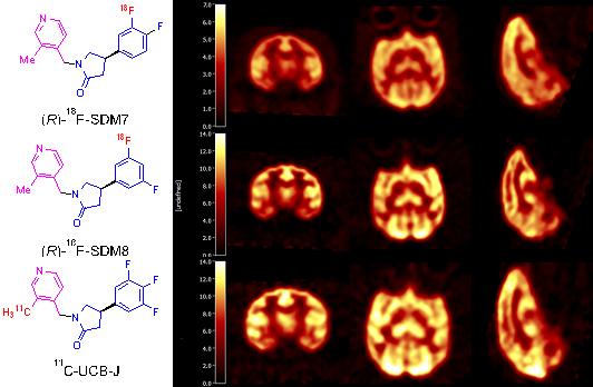 Chemical Structures and Brain PET Images of Novel <sup>18</sup>F-labeled SV2A PET Tracers