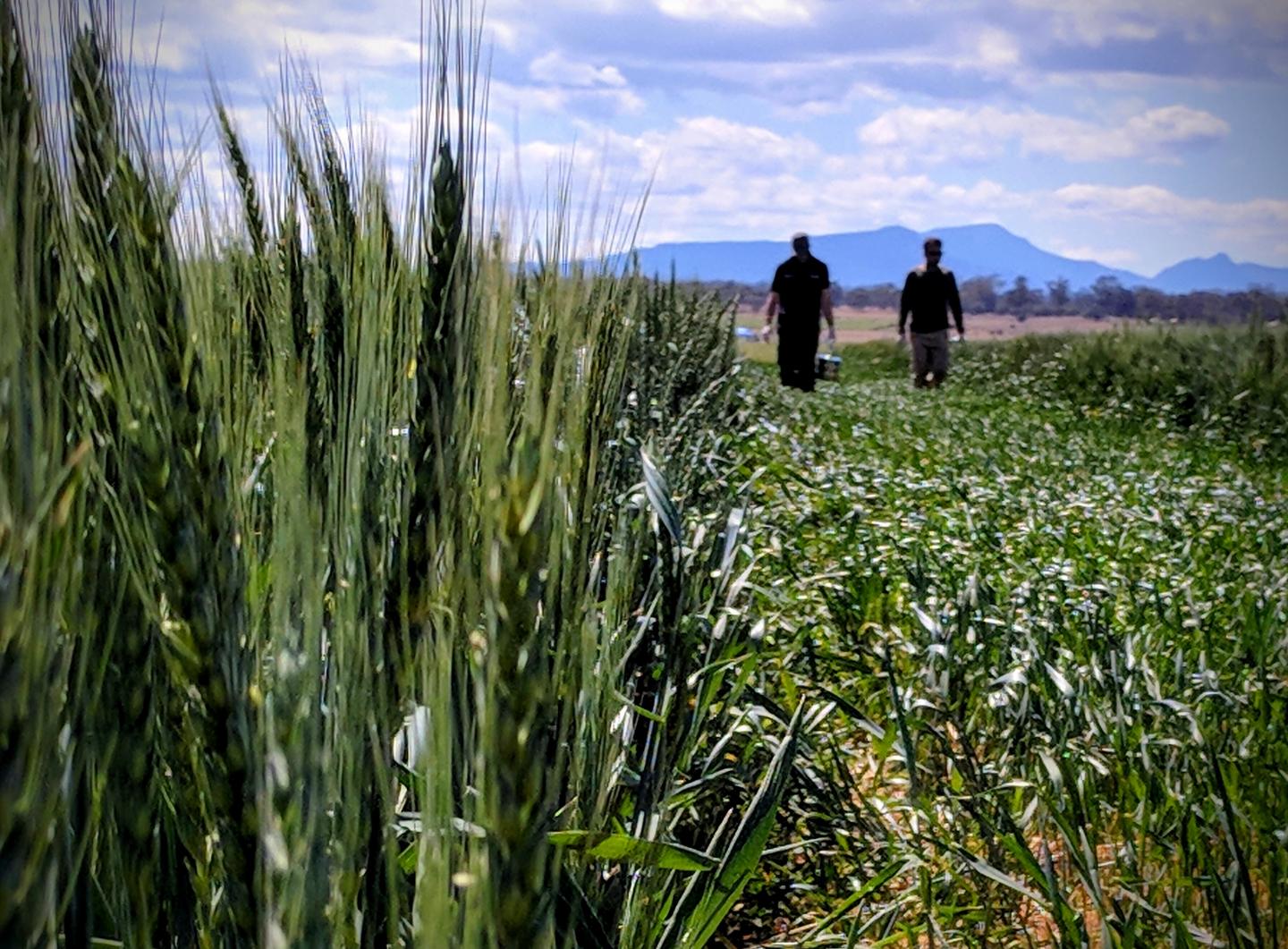 Gene Responsible for Lutein Esterification in Bread Wheat Identified