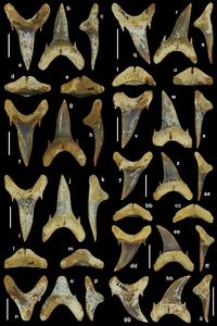 Palaeohypotodus bizzocoi teeth.