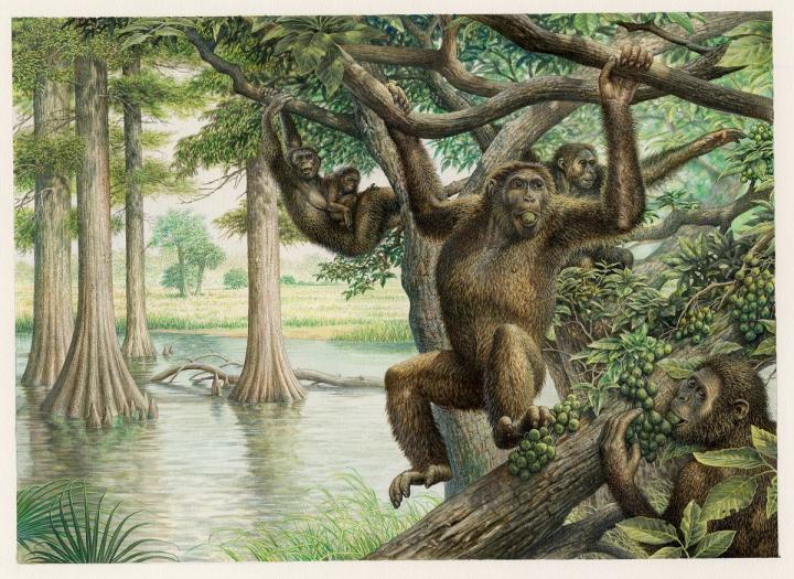 Illustration of Rudapithecus