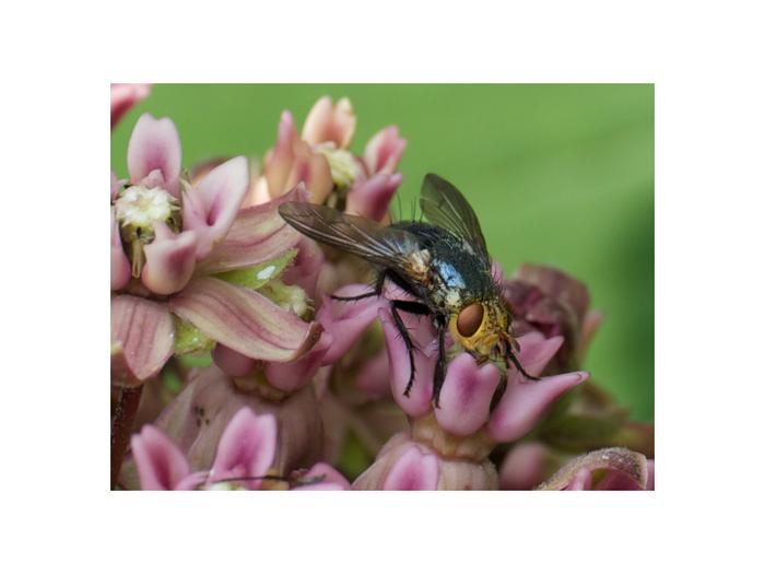 blue fly pollinating common milkweed