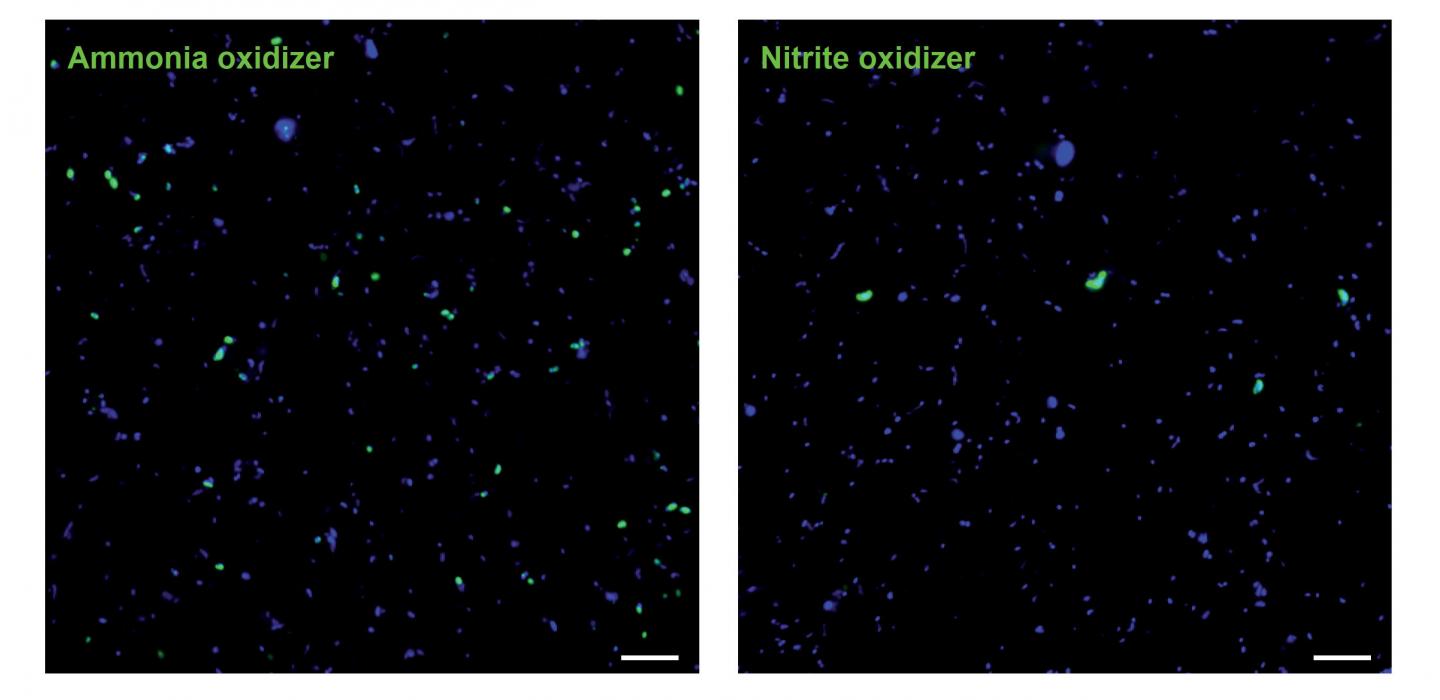 Pictures of Ammonia-Oxidizing Archaea and Nitrite-Oxidizing Nitrospinae