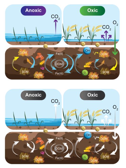 Graphical abstract