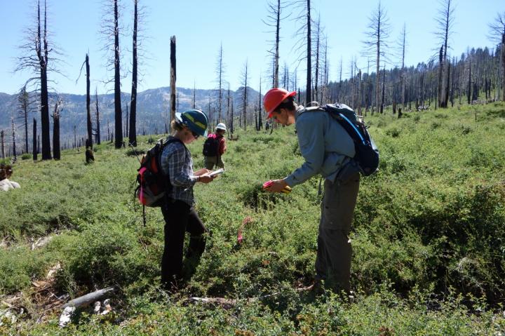 Post-Wildfire, Angora Fire Site