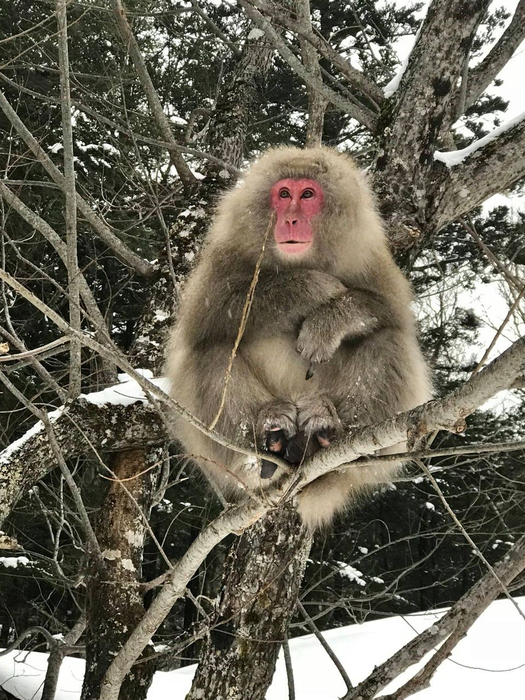 Macaques of Kamikochi,