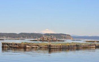View of the Penn Cove Shellfish Farm