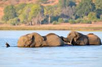 African Elephants in the Chobe River