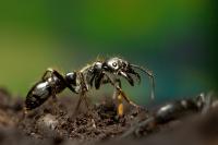 Dinosaur Ant, <em>Dinoponera quadriceps</em>