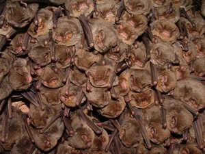 BATS