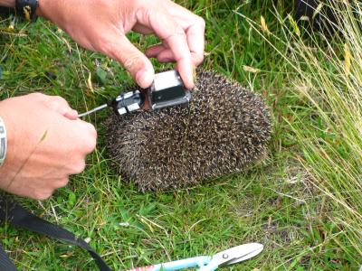 Lightweight GPS Tags Help Research Track Animals