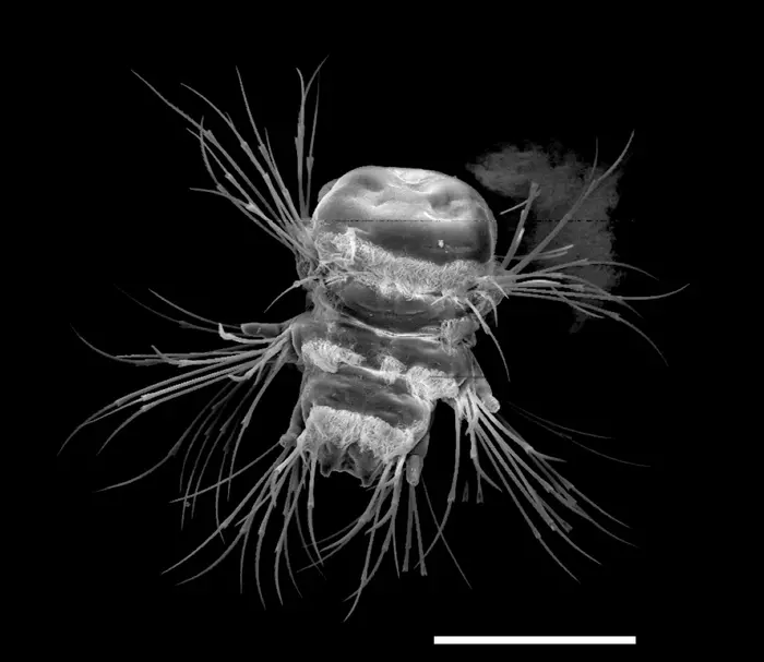 Larva of the marine annelid Platynereis dumerilii, scanning electron micrograph (size scale: 100µm)