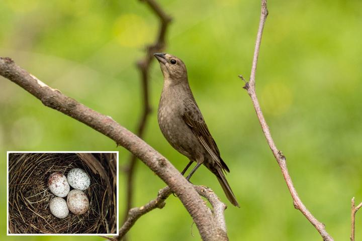 Cowbird Moms Choose Nests Carefully