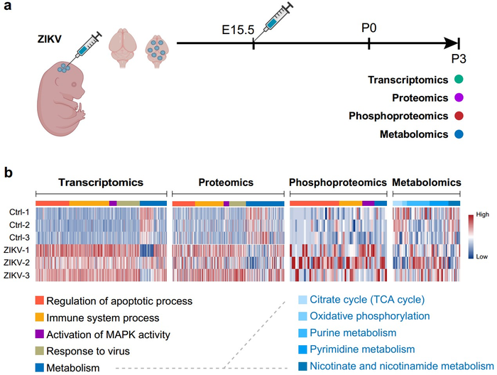 Schematic overview and multi-omics summary of the study