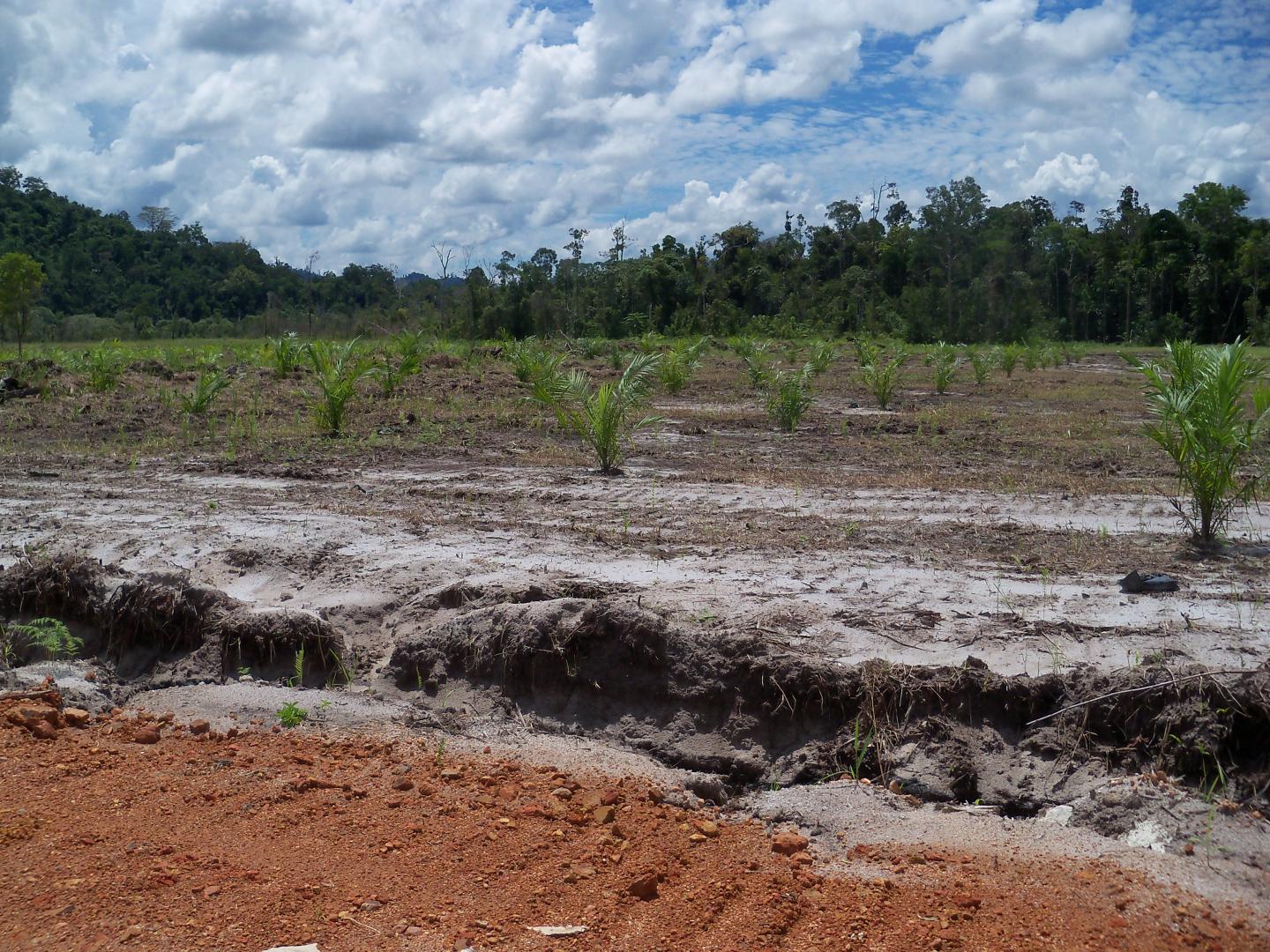Recently-Developed Oil Palm Plantation in Indonesia