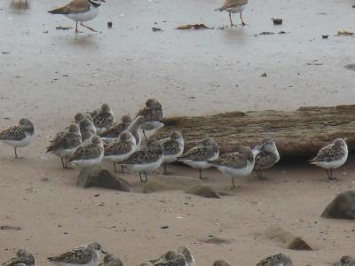 Sandpipers Exhibit Different Feeding Behavior Depending on Position in Group (1 of 3)