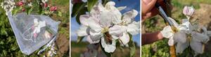 Examples illustrating how the effects of pollinators on crop quality were examined