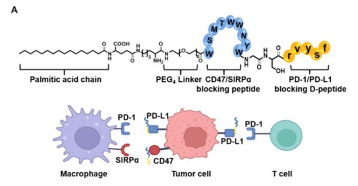 嵌合肽Pal-DMPOP的设计和阻断免疫检查点CD47/SIRPα与PD-1/PD-L1的作用机制示意图