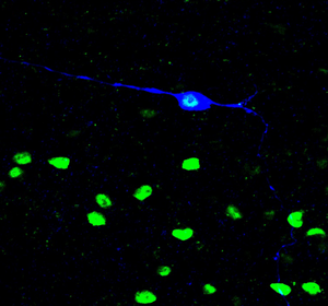 Neuron Image