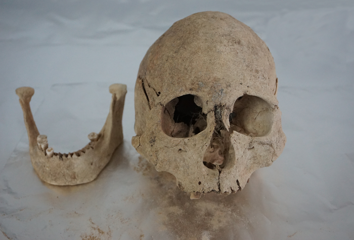 Cranium and mandible of an individual from Zongri (5213-3716 cal BP), an archaeological site from the Gonghe Basin in Qinghai, in the northeastern region of the Tibetan Plateau