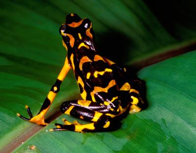 Harlequin Frog (<i>Atelopus macho</i>)