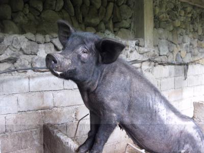 Pigs in the Philippines