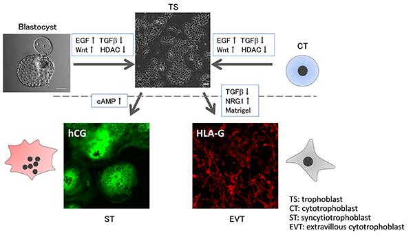 Scientists Culture Human Placenta Stem Cells for First Time