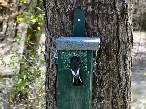Deadly Competition between Great Tits and Pied Flycatchers